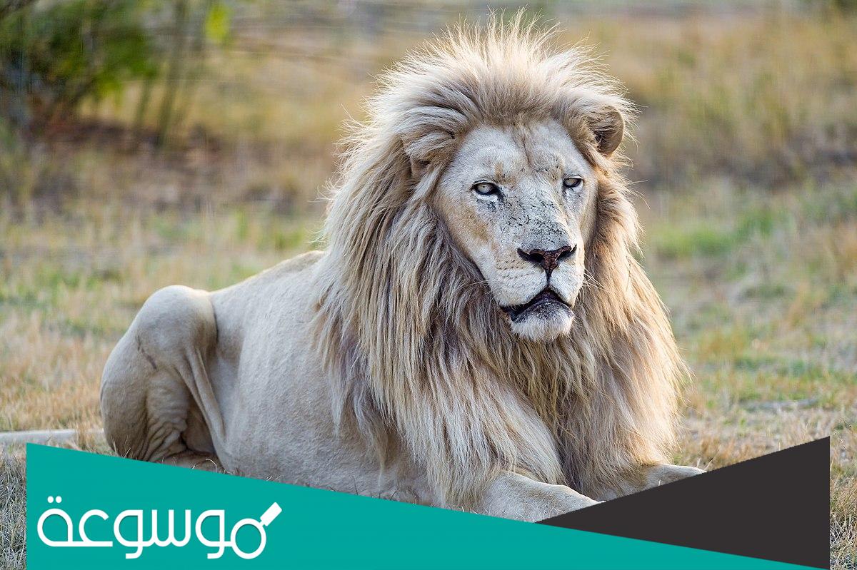 كم عدد أسماء الأسد في اللغة العربية