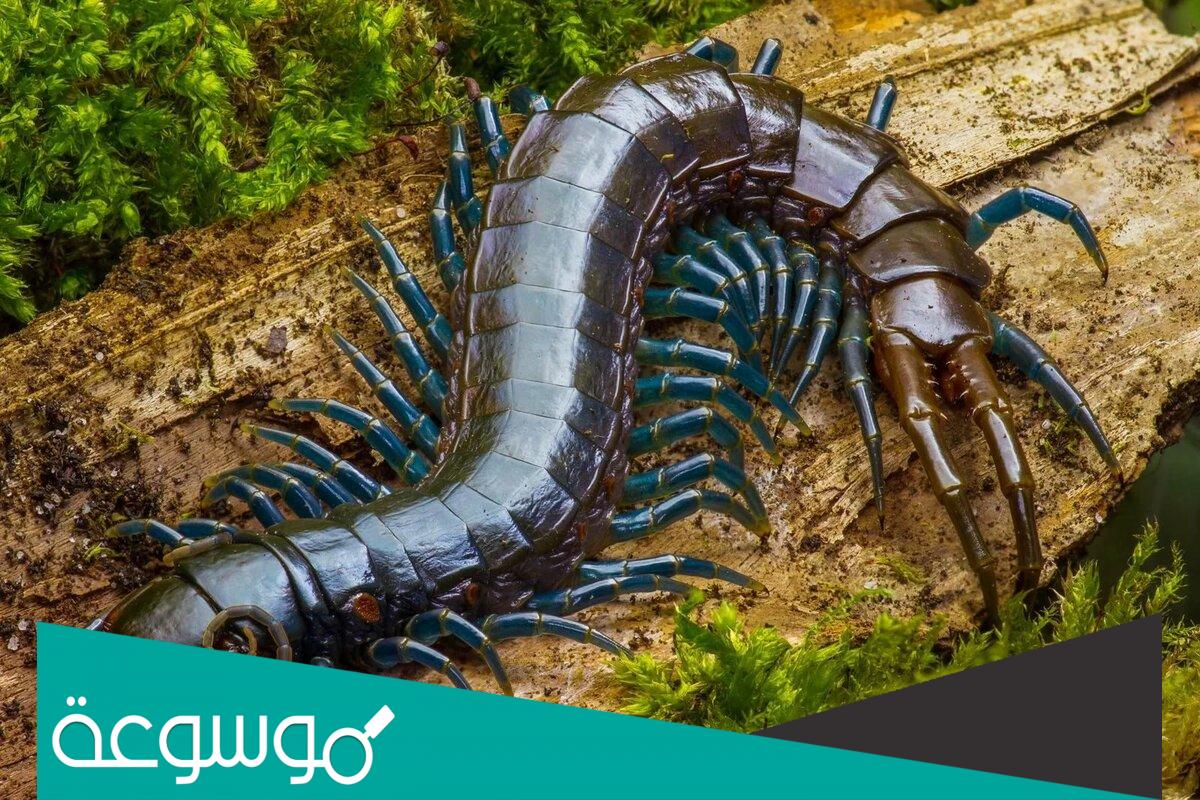 كم عدد ارجل ام 44 وسبب تسميتها بهذا الاسم