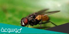 كم يبلغ عدد اعين الذباب ؟