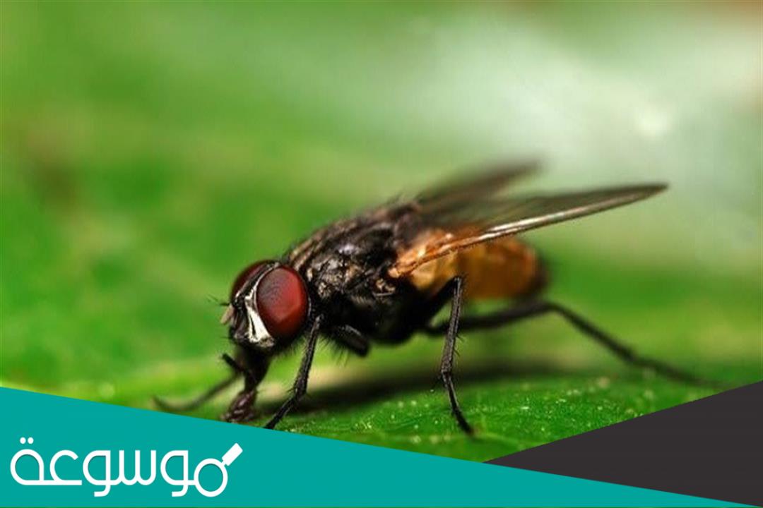 كم يبلغ عدد اعين الذباب ؟