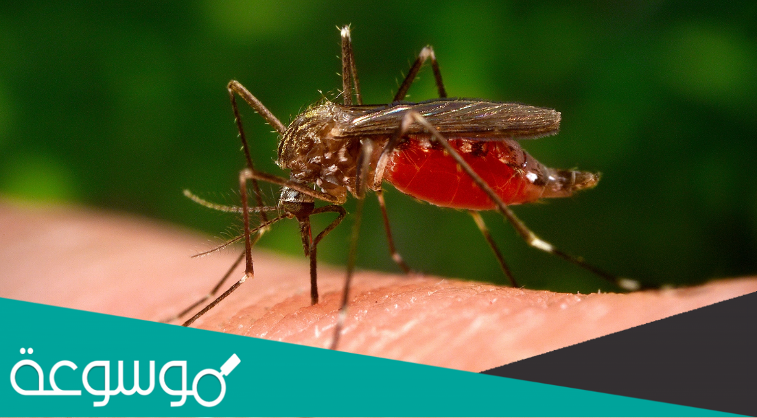 لماذا يفضل البعوض لدغ البيض