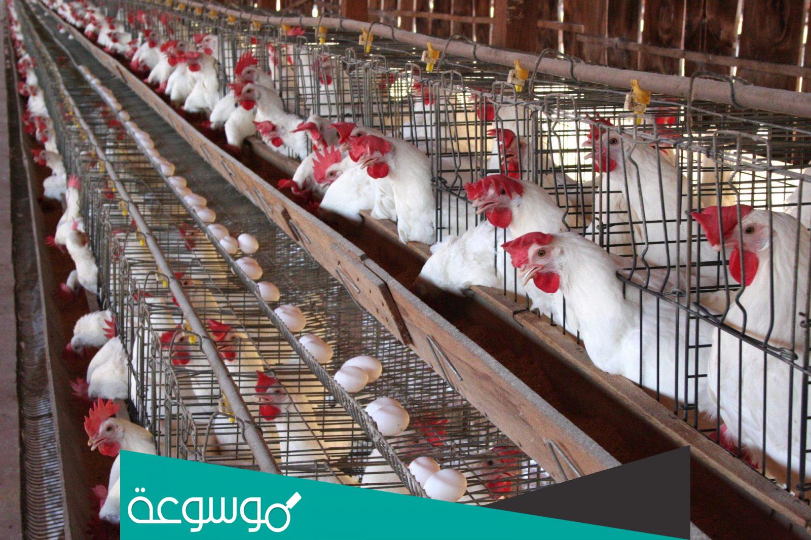 لماذا يقوم مربو الدواجن بوضع مصباح مضاء