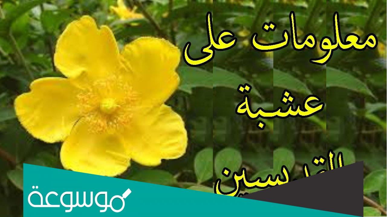 ما هي عشبة المنسية في الجزائر