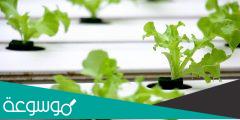 ما هي مميزات الزراعة المائية وعيوبها