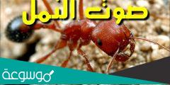 ماذا يسمى صوت النملة ؟