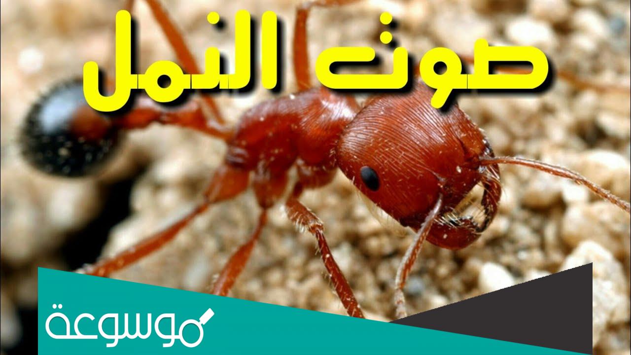 ماذا يسمى صوت النملة ؟