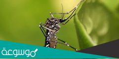 معلومات عن بعوضة النمر ويكيبيديا