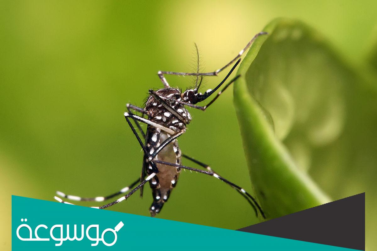معلومات عن بعوضة النمر ويكيبيديا