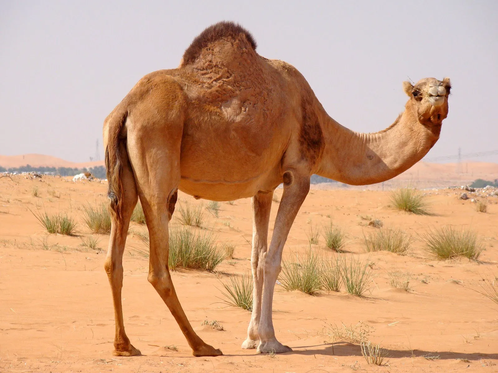 مما خلقت الابل ؟ وما حكم ذبحها