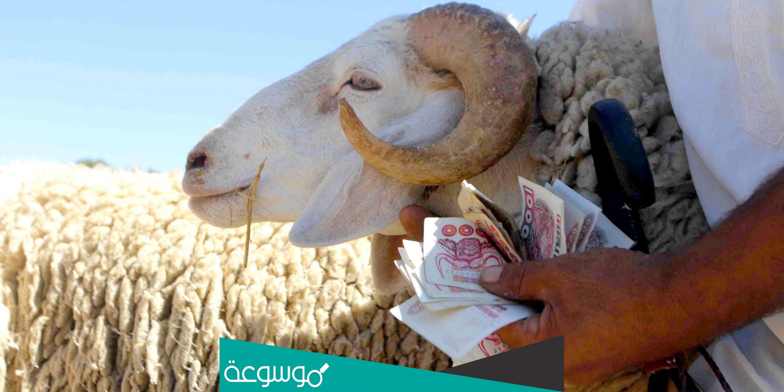 نقاط بيع الكباش في الجزائر العاصمة 2022