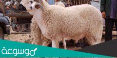 هل يجوز ذبح أنثى الخروف في عيد الأضحى