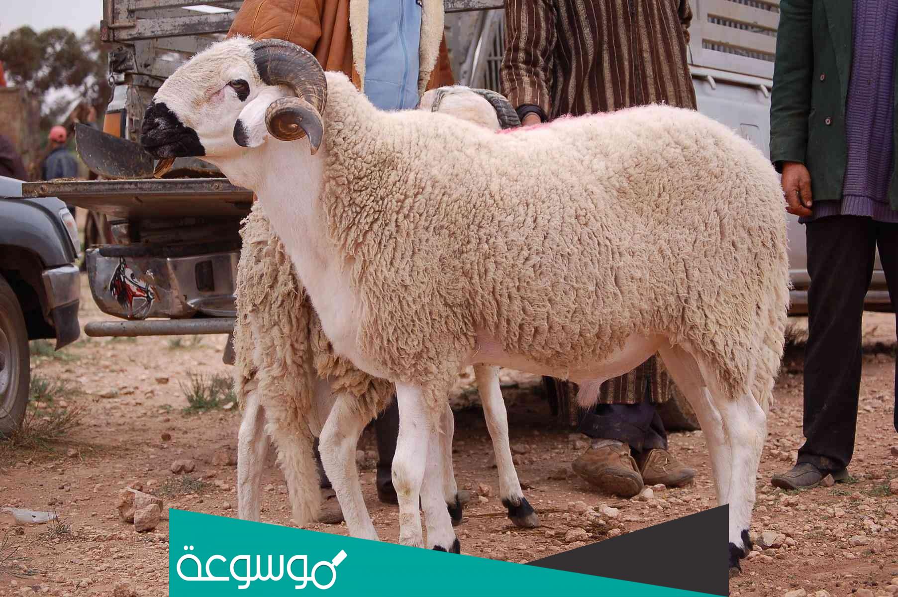 هل يجوز ذبح أنثى الخروف