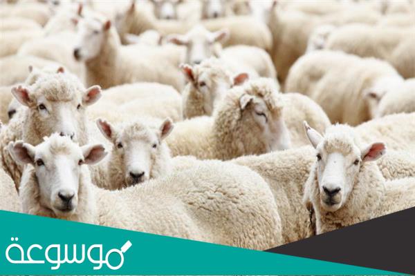 هل يجوز ذبح الأضحية رابع يوم العيد ام لا