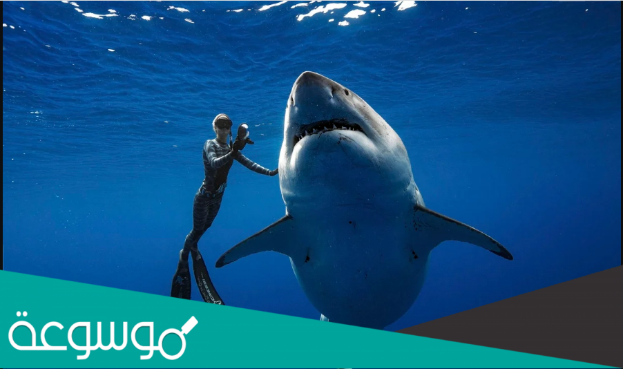 هل يوجد قرش في البحر الاحمر