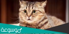 يوجد قط في الصورة اين هي