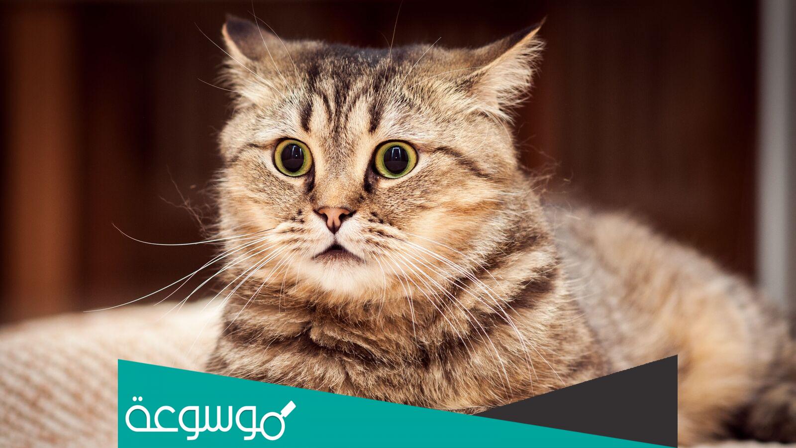 يوجد قط في الصورة اين هي