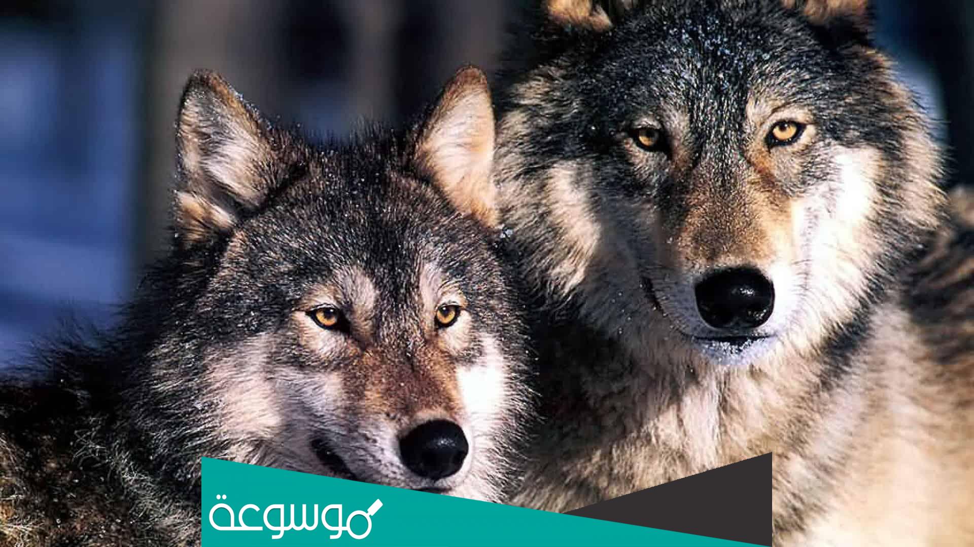 لماذا يدور الذئب على شكل 8 عند سجنه