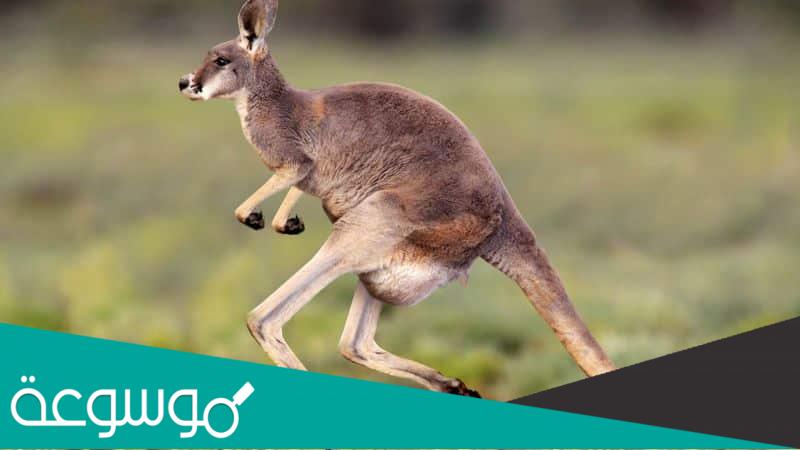 في اي قارة تعيش معظم حيوانات الكنغر