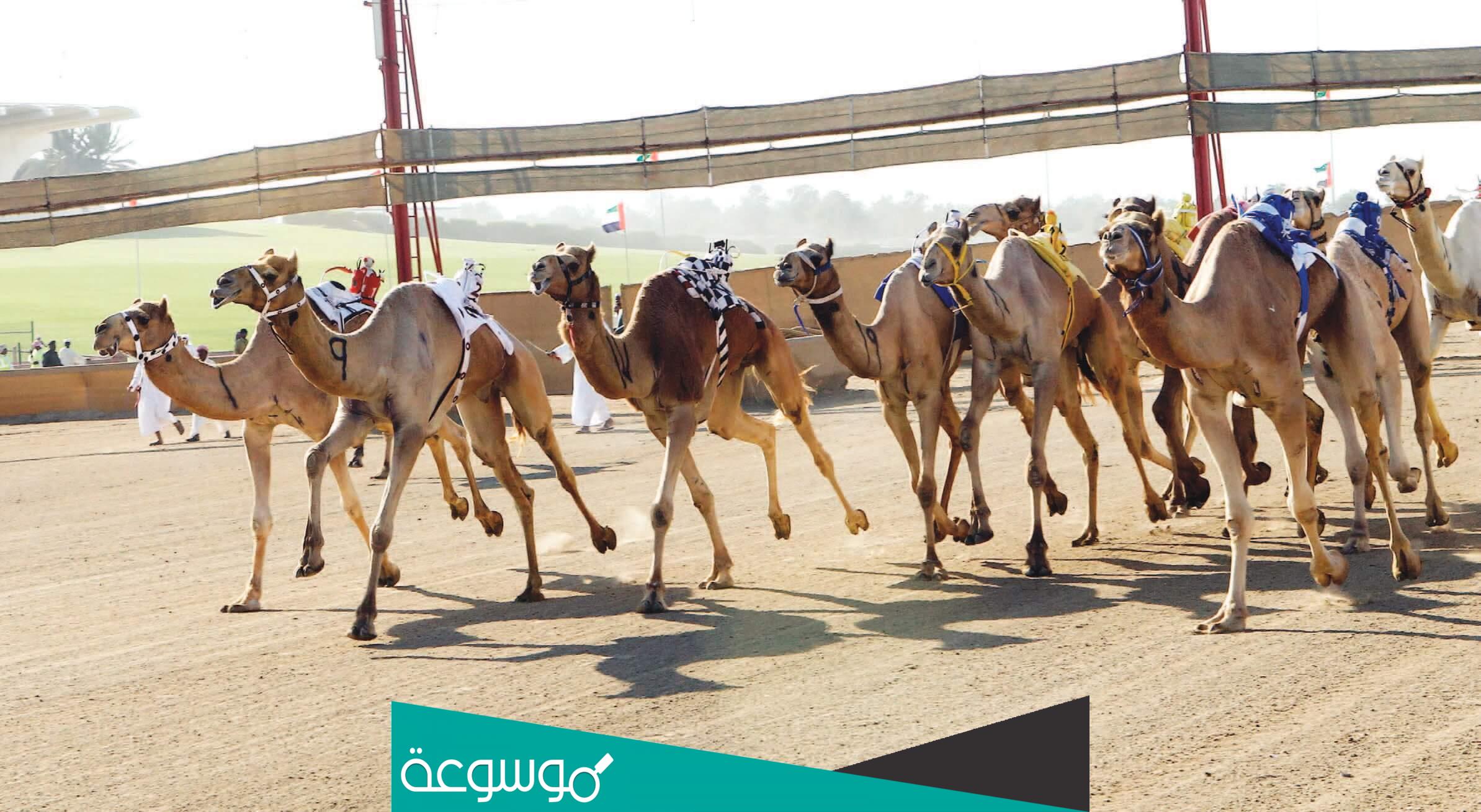 كم تبلغ جائزة مهرجان ولي العهد للهجن