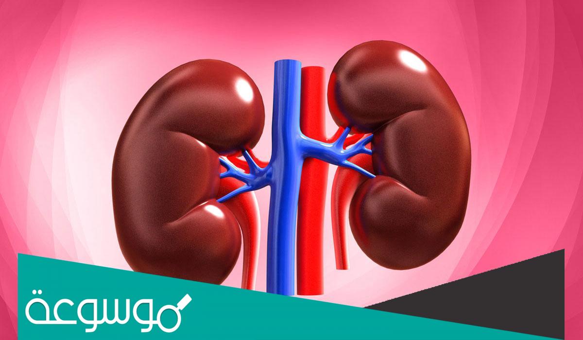 كم سعر كلية الانسان 2022 في الجزائر