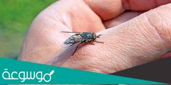 كم عدد الامراض التي ينقلها الذباب