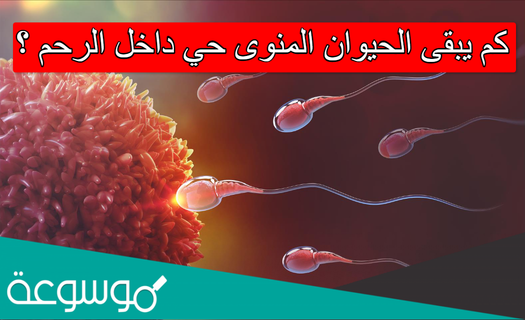 كم يبقى الحيوان المنوى حي داخل الرحم
