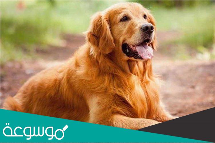 لماذا الكلب باسط ذراعيه في سورة الكهف