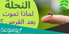 لماذا تموت النحلة بعد اللسع