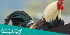 ما هو الحيوان الذي يخاف من صوت الديك
