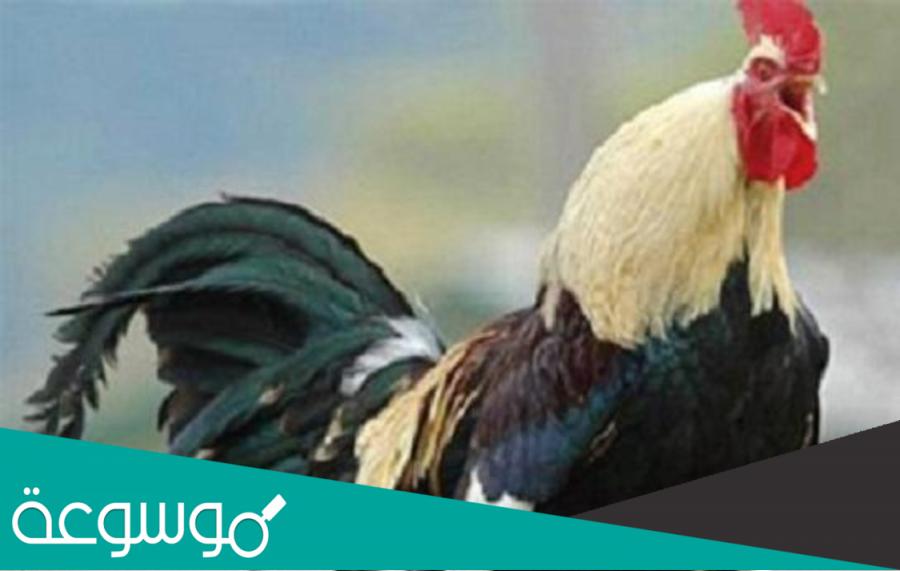 ما هو الحيوان الذي يخاف من صوت الديك