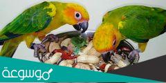ما هو طعام الببغاء المفضل ؟