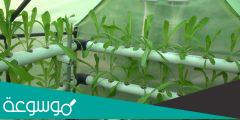 ما هي الزراعة المائيه ؟