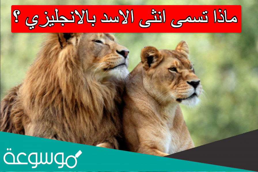 ماذا تسمى انثى الاسد بالانجليزي