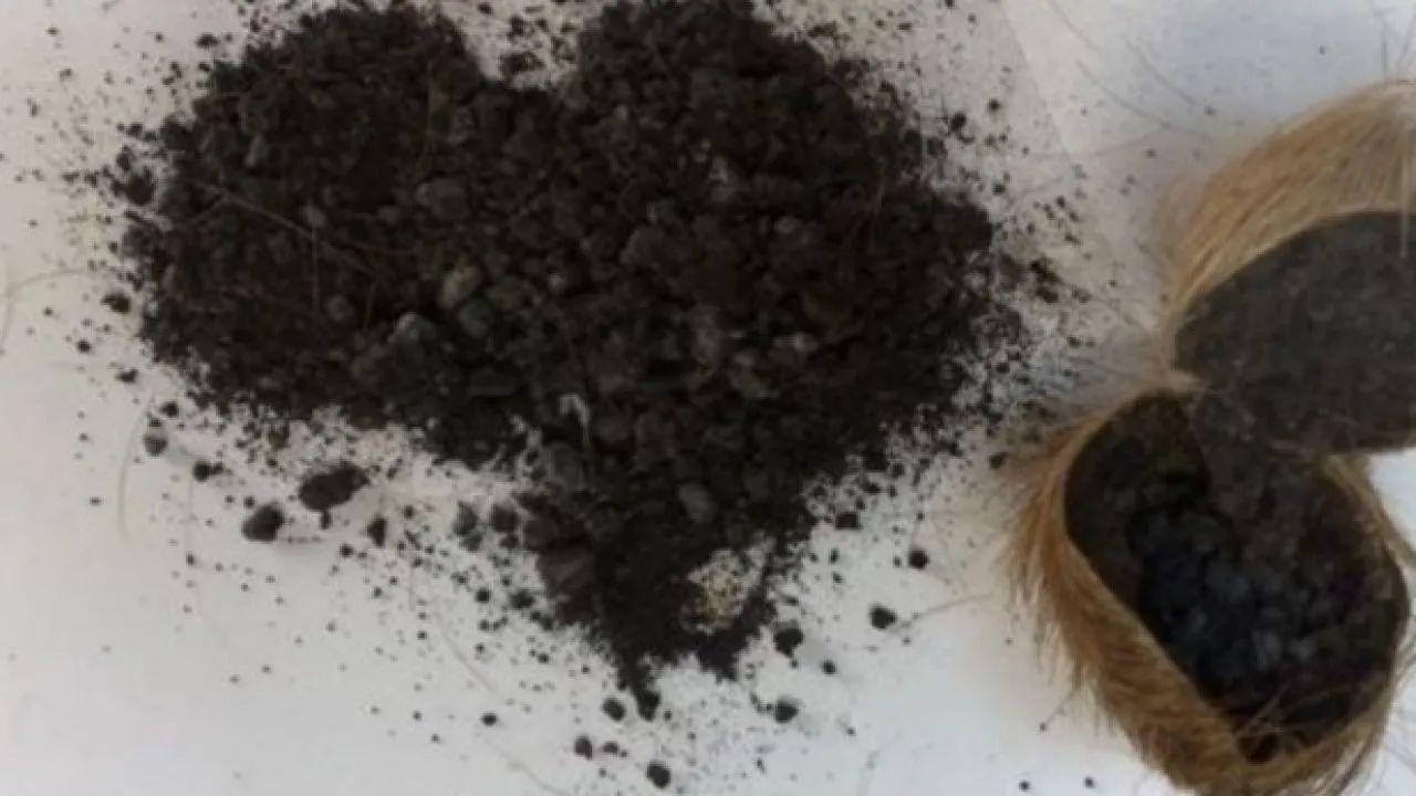 من اين يستخرج المسك الاسود الاصلي