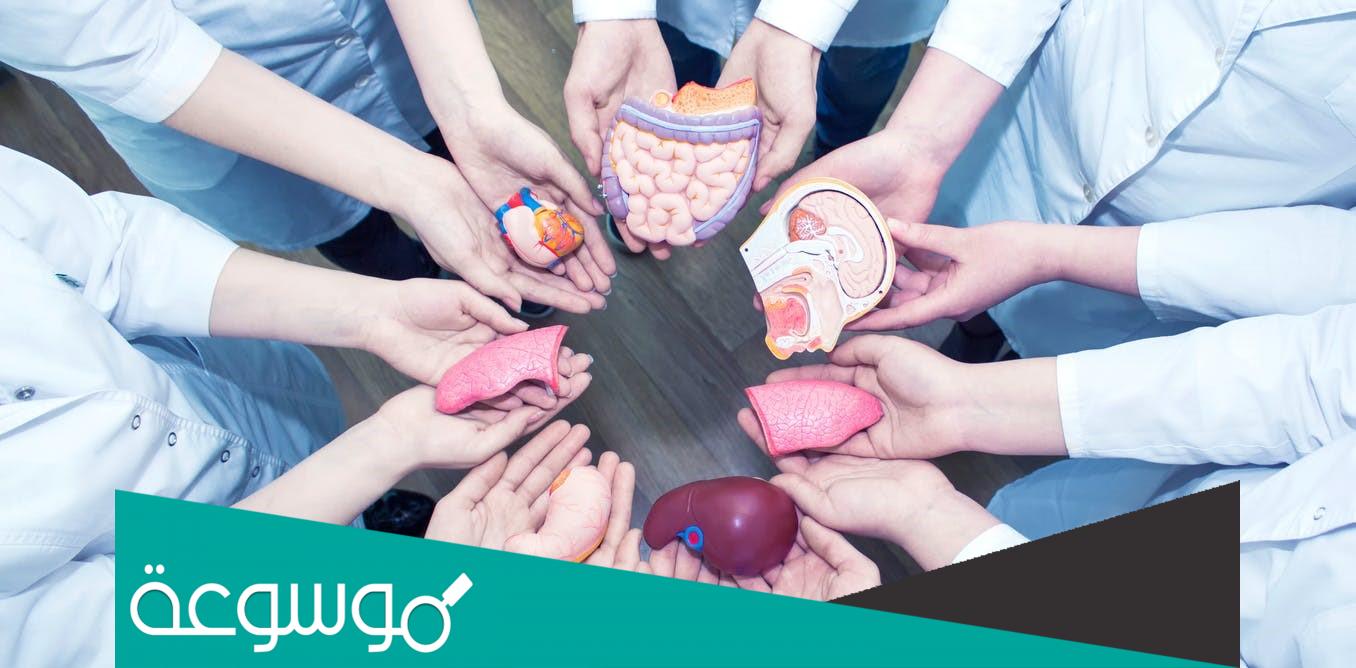 هل يجوز التبرع بالاعضاء بعد الموت إسلام ويب