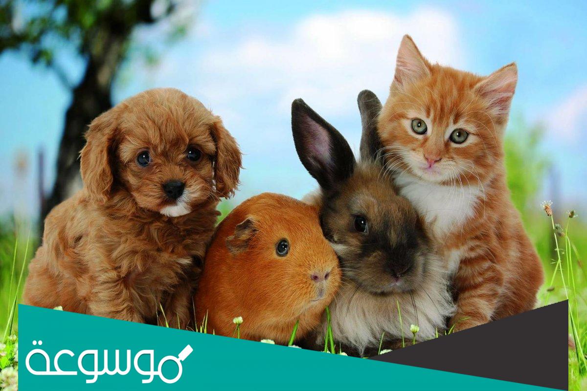 هل يوجد حيوانات في الجنة إسلام ويب