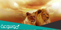 لماذا الأسد ملك الغابة وليس النمر