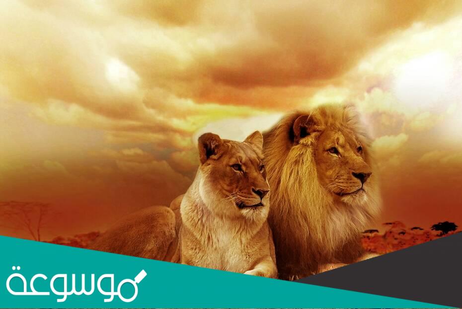 لماذا الأسد ملك الغابة وليس النمر