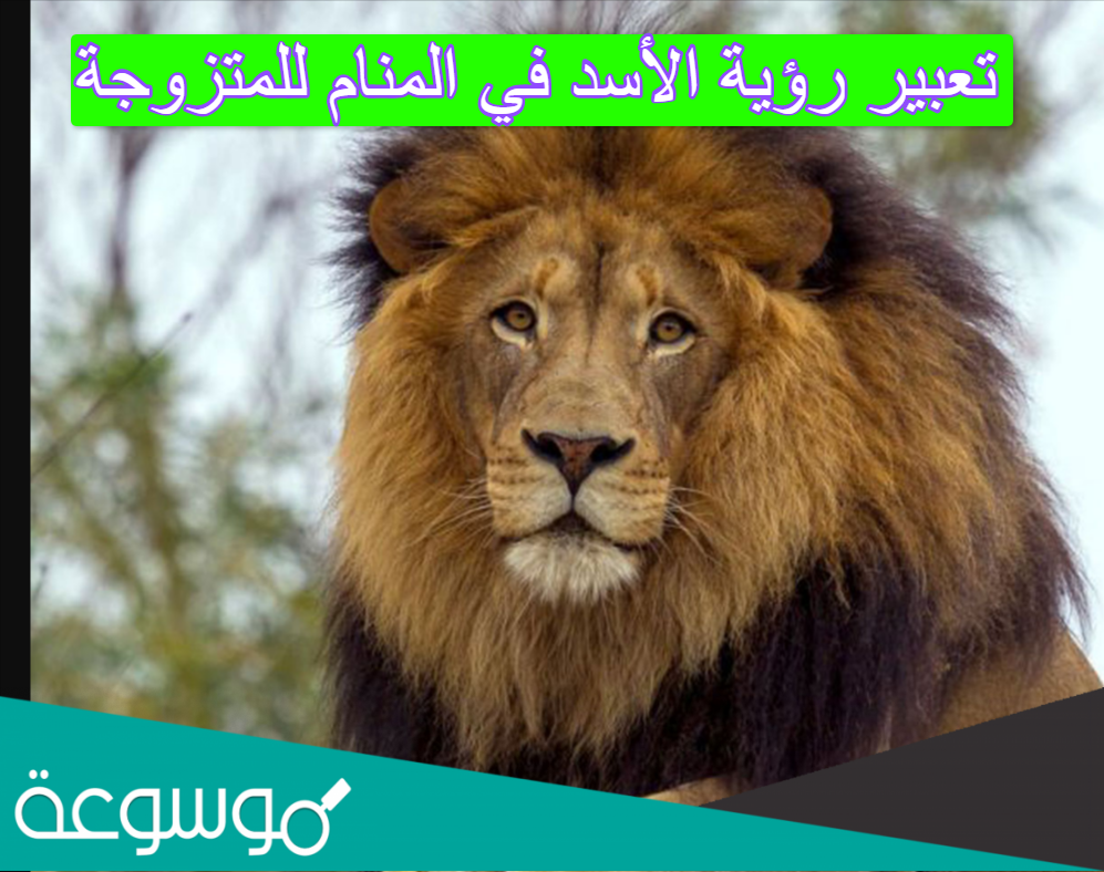 تعبير رؤية الأسد في المنام للمتزوجة