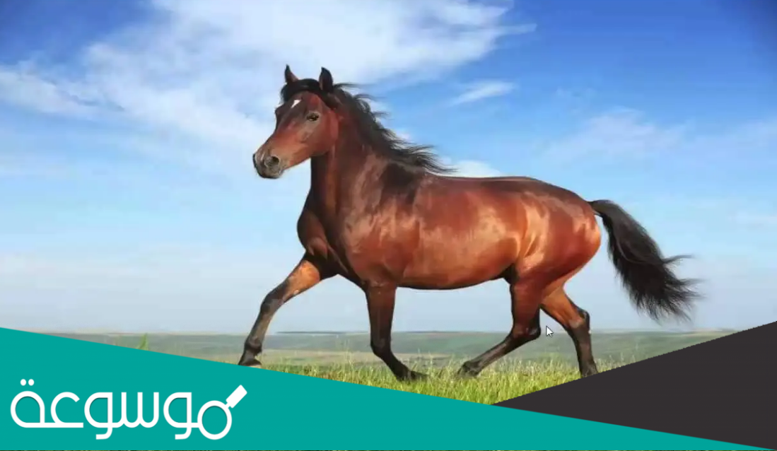 رواية المهره اللي دونها الف حارس PDF