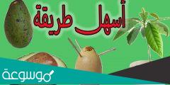 كيف تزرع الأفوكادو بالمنزل