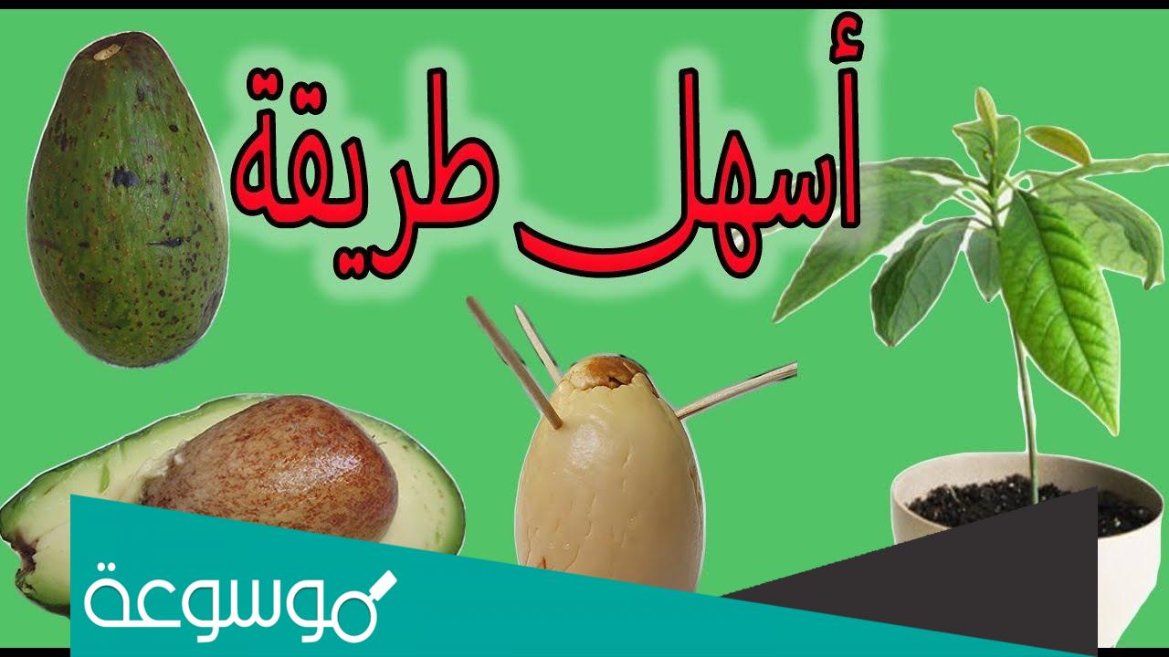 كيف تزرع الأفوكادو بالمنزل