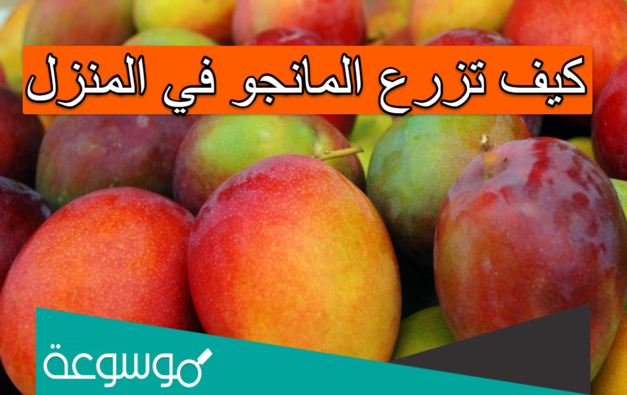 كيف تزرع المانجو في المنزل