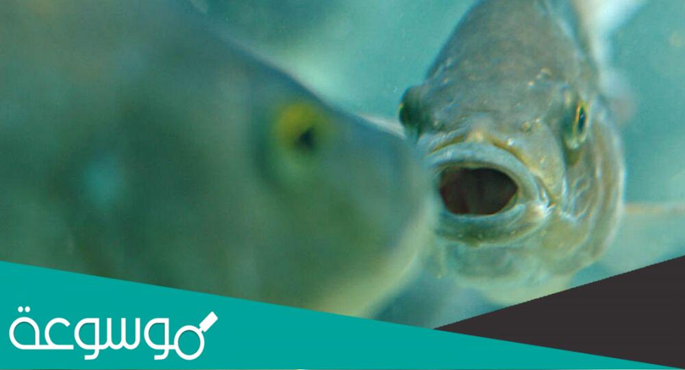 لماذا يعيش السمك في الماء