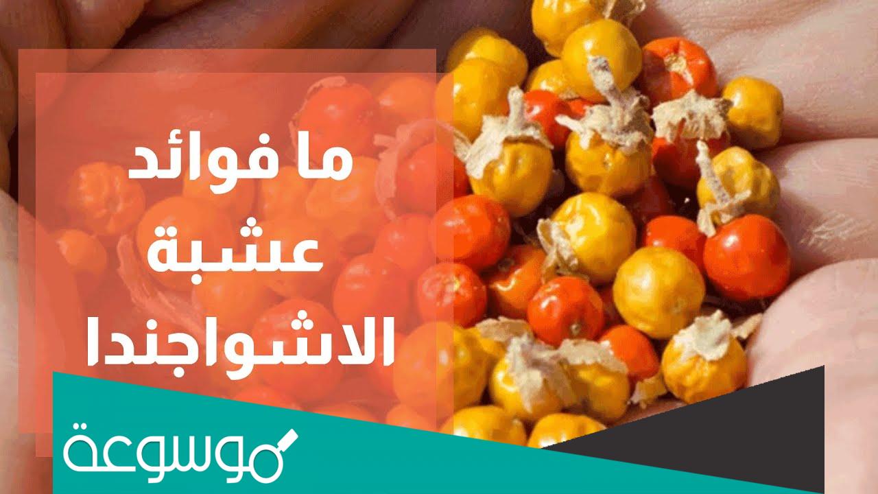 تجربتي مع عشبة الاشواجندا للغده الدرقية