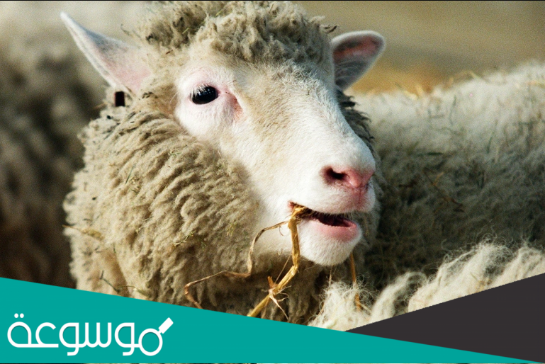 عندما يتنفس الحيوان بشكل اسرع