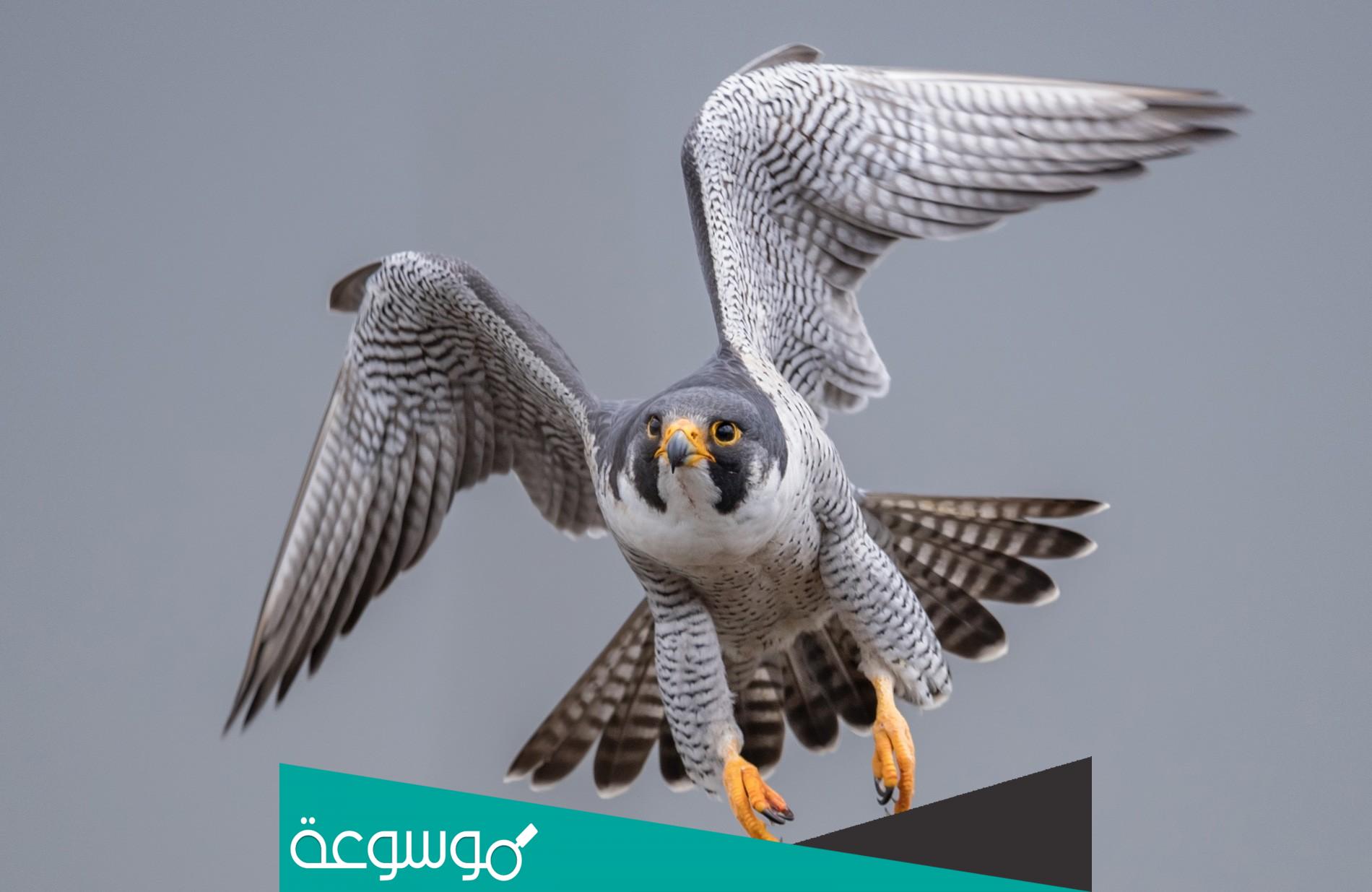 كم سعر الصقر في السعوديه