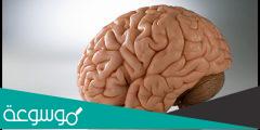 كيف اعرف ان مخي يعمل بشكل سليم؟