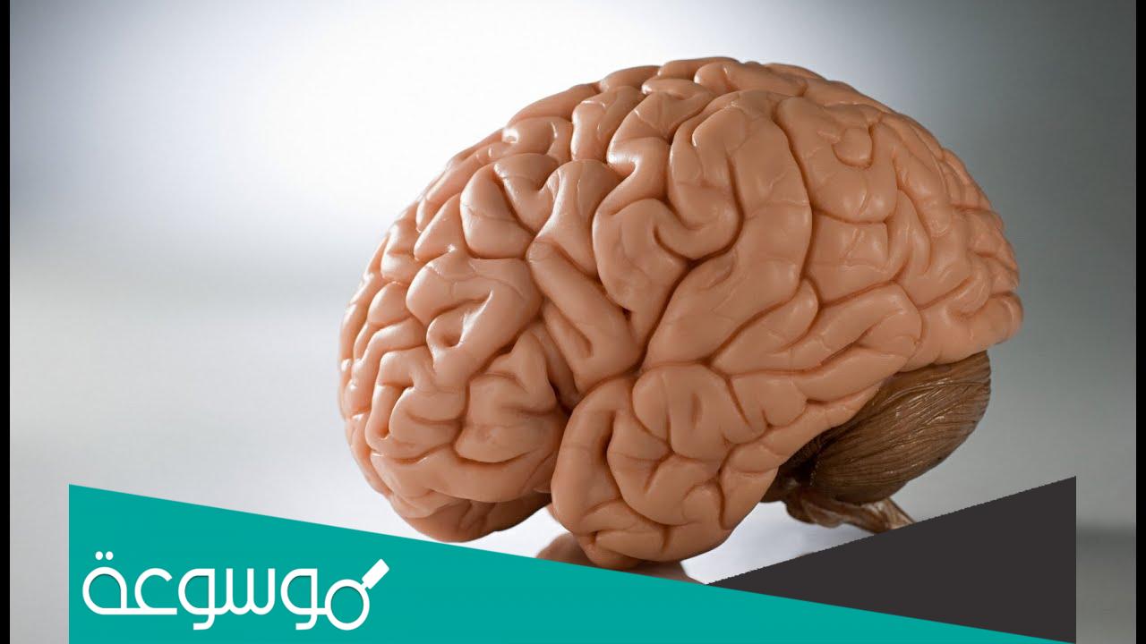 كيف اعرف ان مخي يعمل بشكل سليم؟