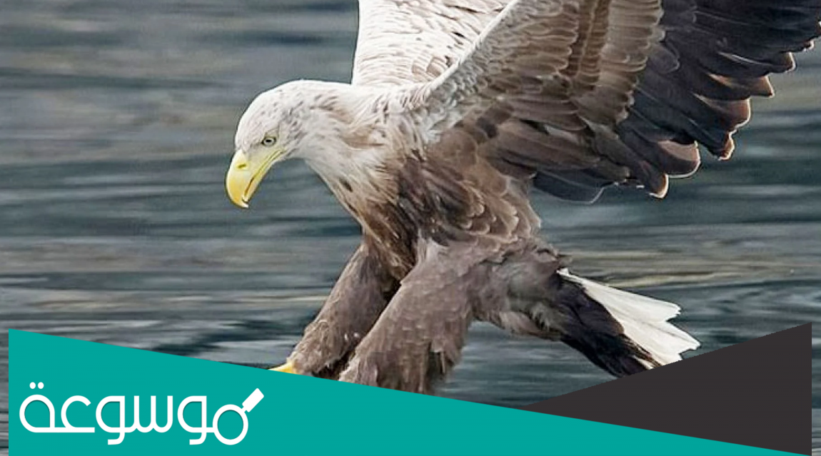 ما اسم ابن النسر